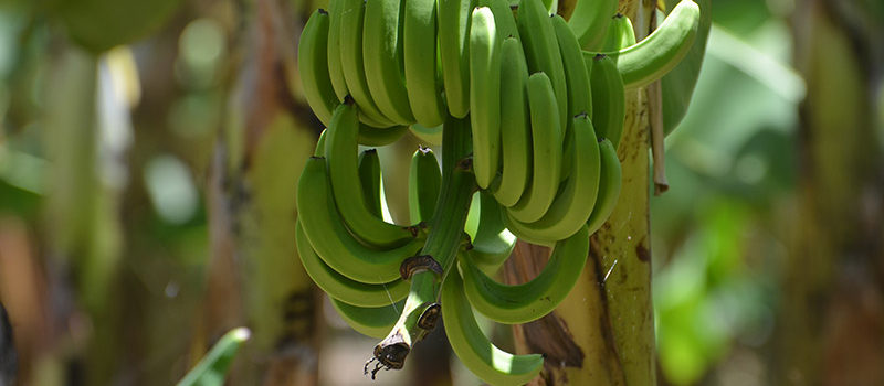 Fincas de Producción de banano orgánico en República Dominicana inspiran un modelo de biodiversidad y negocios