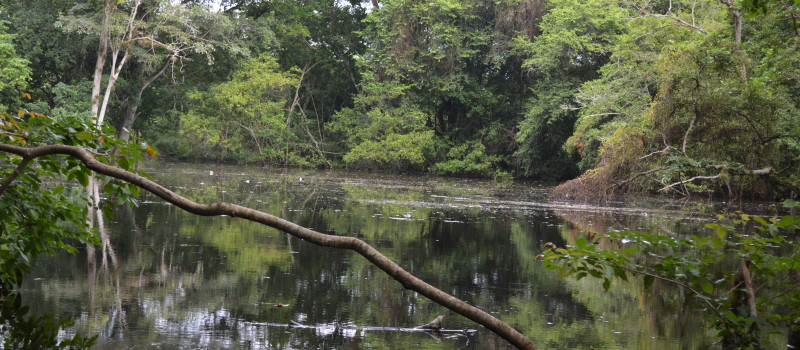 Guatemala marcha hacia la conservación a través de los mercados sostenibles