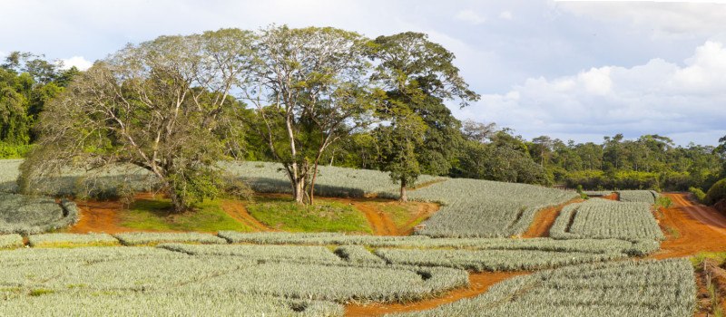 Vea en LatinClima «Los negocios también significan conservar la biodiversidad»