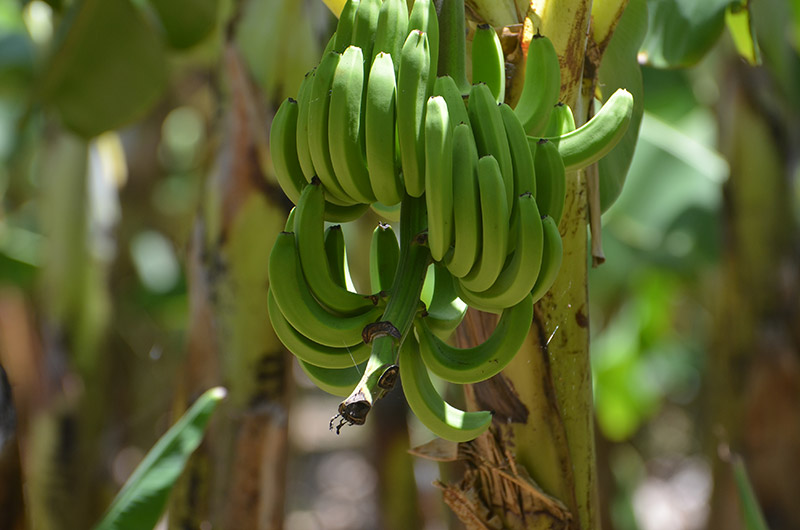 Fincas de Producción de banano orgánico en República Dominicana inspiran un modelo de biodiversidad y negocios