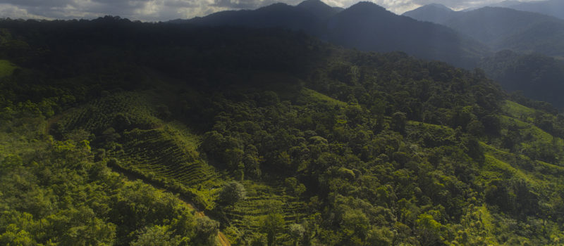 Reserva Bosque La Tigra: Biodiversidad en Acción, Costa Rica